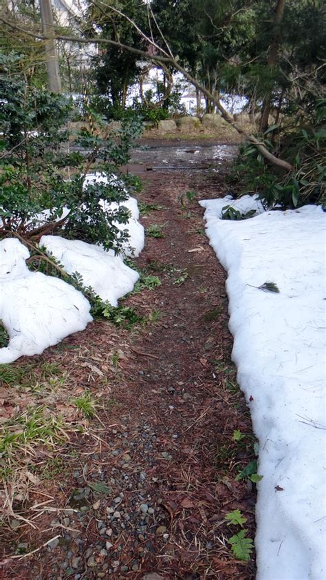 雪融け、進む！ 宮澤博士の五頭日記 Part2！