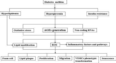 Frontiers Role Of Advanced Glycation End Products On Vascular Smooth Muscle Cells Under