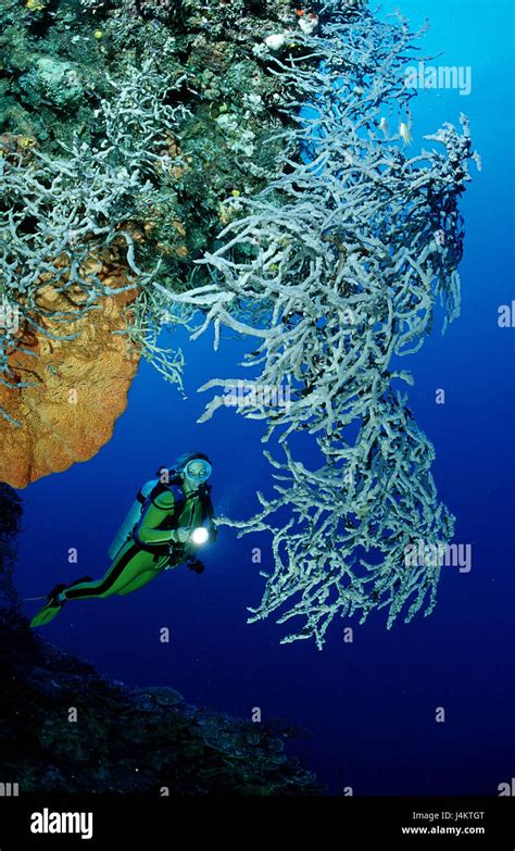 Diver Coral Reef Stock Photo Alamy