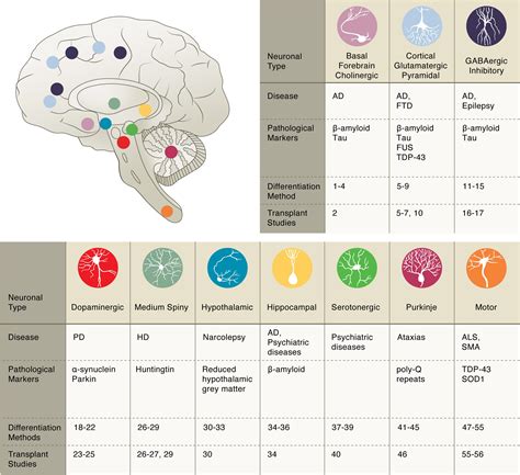 Frontiers Pluripotent Stem Cell Strategies For Rebuilding The Human Brain