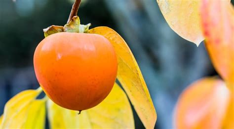 19 Best Persimmon Varieties for Your Garden