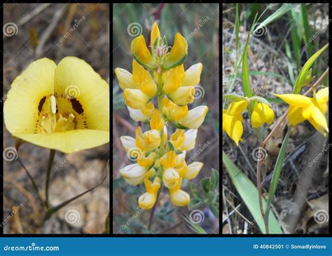 Yellow Western Us Wildflowers Collage Royalty Free Stock Photo