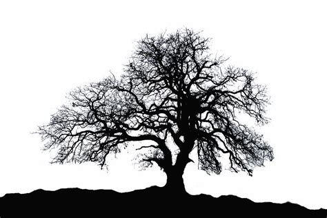 Free Oak Tree Silhouette, Download Free Oak Tree Silhouette png images ...