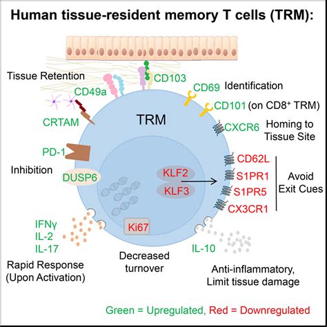 Human Tissue Resident Memory T Cells Are Defined By Core