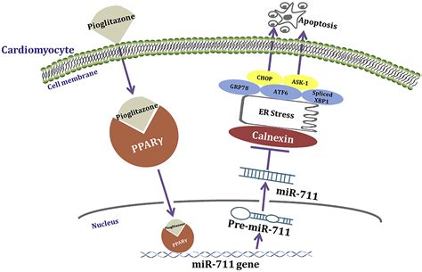 Enhanced Mir 711 Transcription By Pparγ Induces Endoplasmic Reticulum