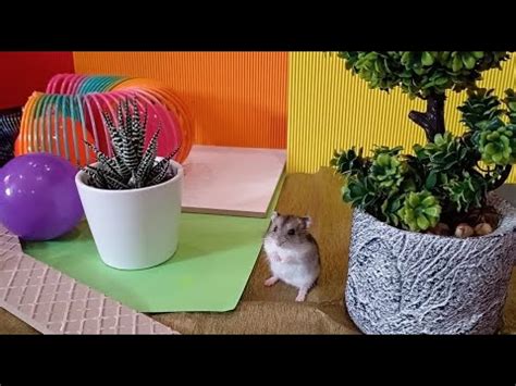 The LARGEST Hamster PARK YouTube