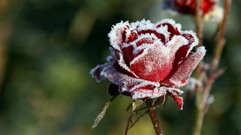 Frozen Roses Wallpapers Wallpaper Cave