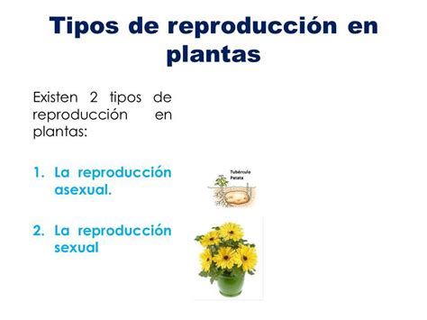 niz Panda Biti reproducción sexual y asexual en las plantas Sjećanje