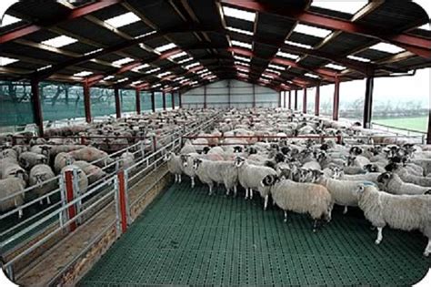 Creating The Best And Reliable Sheep Shed Design Right Start Go Get