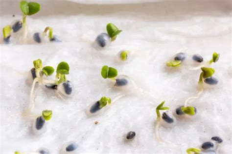 Raisons De Faire Tremper Les Graines Avant De Les Planter Et Comment