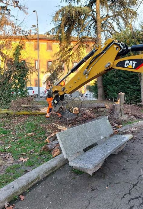 Parco Pettazzoni Alberi Abbattuti Presto Sostituiti Da Altre Piante