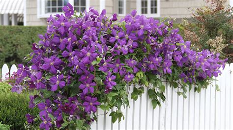 Clematis To Plant Now For Late Summer Blooms Grow Beautifully