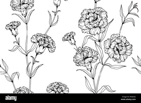 Carnation Drawing Outline Carnation Chomley Farran Coloring Page