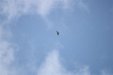 Broad Winged Hawk From Heroica Cd De Juchit N De Zaragoza Oax M Xico