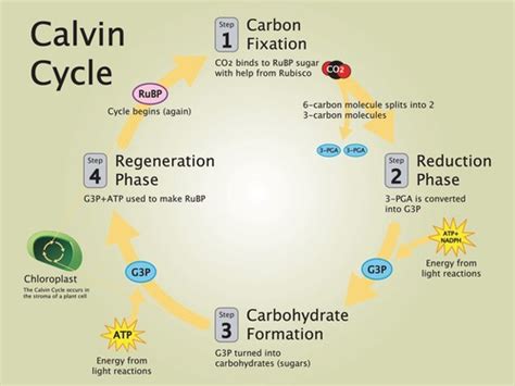 Photosynthesis Light Reaction Ap Bio