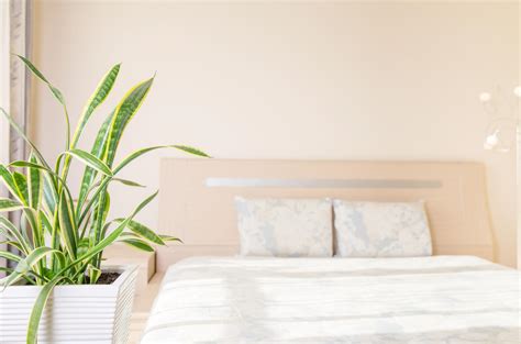 Plantas Para El Dormitorio Seg N El Feng Shui Desc Brelas