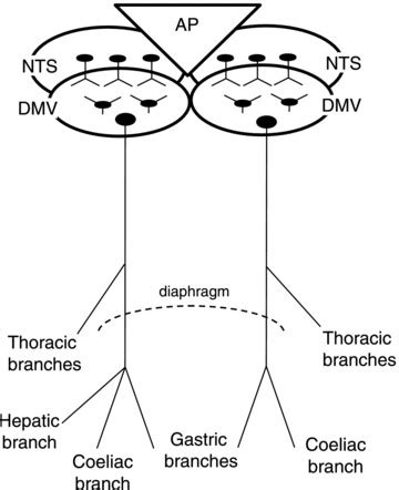 Schematic Diagram Depicting The Relationship Between The Area Postrema