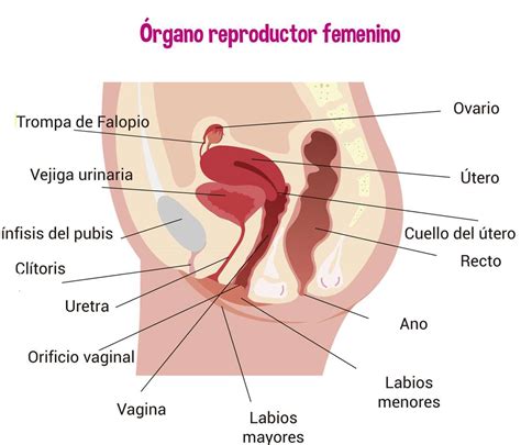 Sstema reproductor rompecabezas en línea