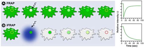 Molecules Free Full Text Advanced Fluorescence Microscopy