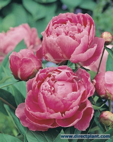 Tuingerei Paeonia Alexander Fleming Pioenpioenroos P11 Van