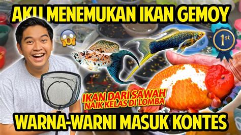 GAK NYANGKA NEMUIN IKAN GEMOY DARI SAWAH WARNA WARNI MASUK KONTES