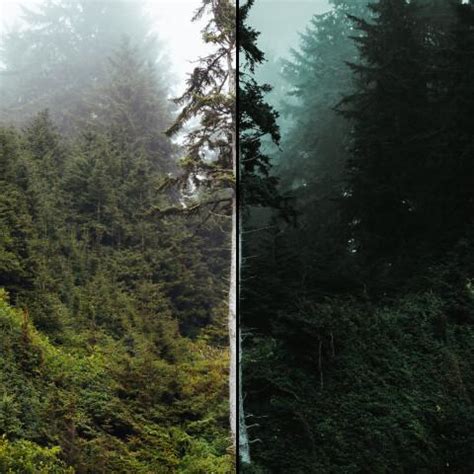 foggy green  lightroom preset presets store