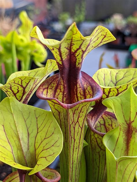 Sarracenia Flava Var Ornata Solid Red Throat Carnivores Zone