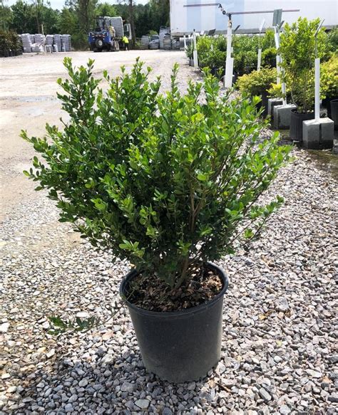 Ilex Crenata Compacta Compact Japanese Holly From Gilmore Plants