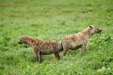 Travel4pictures Spotted Hyenas Serengeti 01 2020