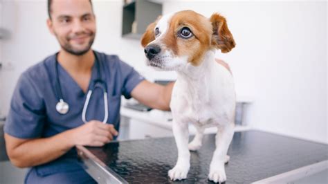 Feliz Día del Veterinario 2022 25 frases bonitas para compartir en