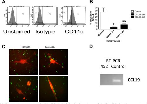 Ccr Ccl Controls Expression Of Edg In T Cells Semantic Scholar