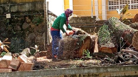 ICBA é autuado por crime ambiental por corte irregular de árvore de