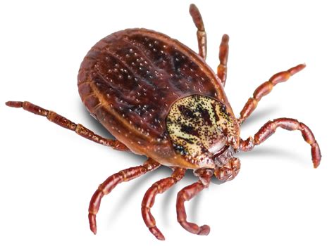 Tick Borne Diseases Are On The Rise In Tennessee Heres Everything You