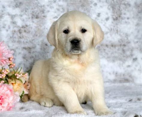 English Cream Golden Retriever Puppies for Sale - Keystone Puppies