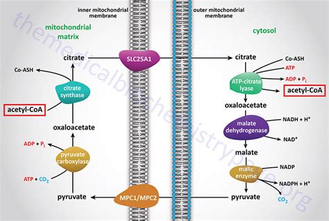 Cholesterol Synthesis Metabolism And Regulation The Medical