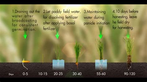 The Alternate Wetting And Drying Water Management In Rice Field Awd