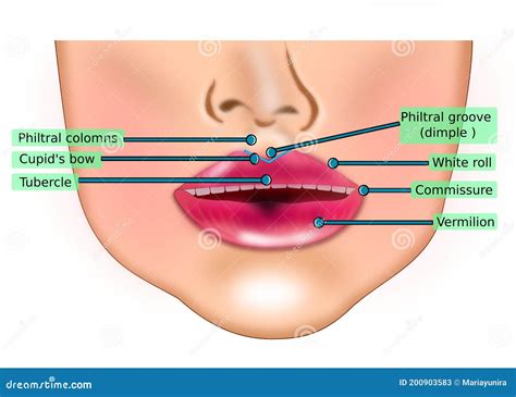 Lips anatomy stock vector. Illustration of isolated - 200903583