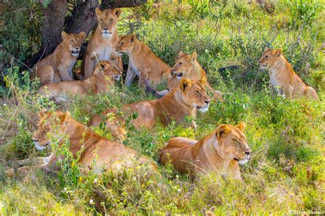 African Pride Of Lions Serengeti National Park Tanzania 2021 Steve