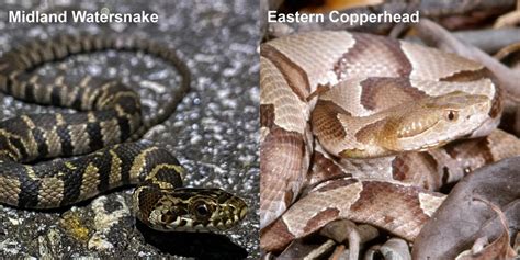 Eastern Copperhead Florida Snake Id Guide