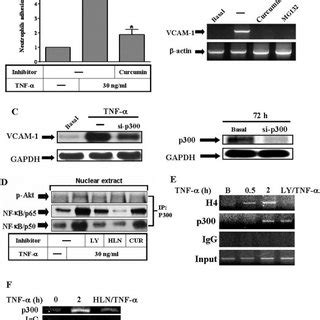 Inhibition Of Src EGFR And PI3K Akt Prevents TNF Induced Neutrophil