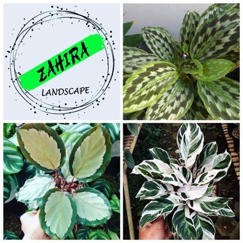 Jual Promo Paket D Tanaman Hias Calathea Calathea Indoor