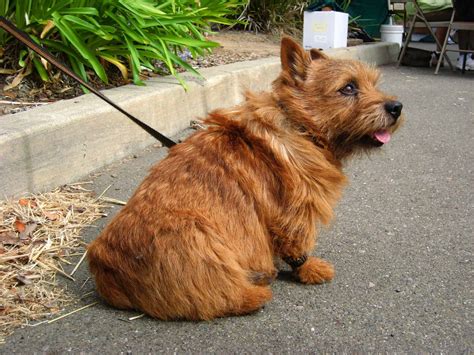The Norwich Terrier Price and Costs of Ownership