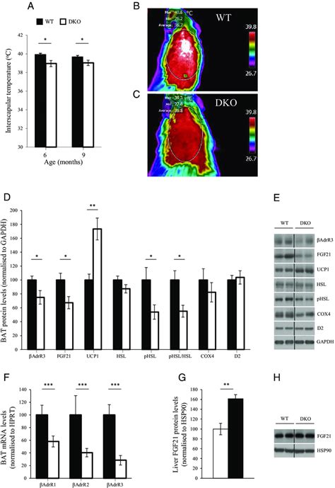 Thermogenic Activity In Interscapular Brown Adipose Tissue Bat Fgf