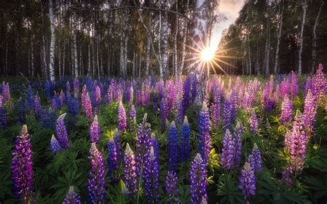 Lupine Flower Wallpaper