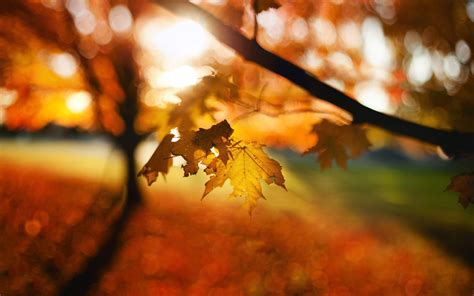 Leaves Autumn Bokeh Trees Wallpapers HD Desktop And Mobile Backgrounds