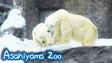 Polar Bear Yume Pirka Youtube