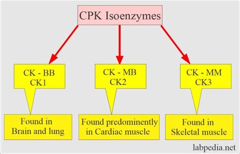 Creatine kinase or creatine phosphatase, CPK