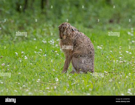 A Brown Hare In A Strange Upright Position Looking Down His Nose At