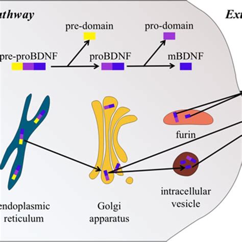 Synthesis And Release Of Bdnf Pre Probdnf Is Synthesized