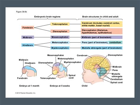 Development Of The Nervous System Scientist Cindy